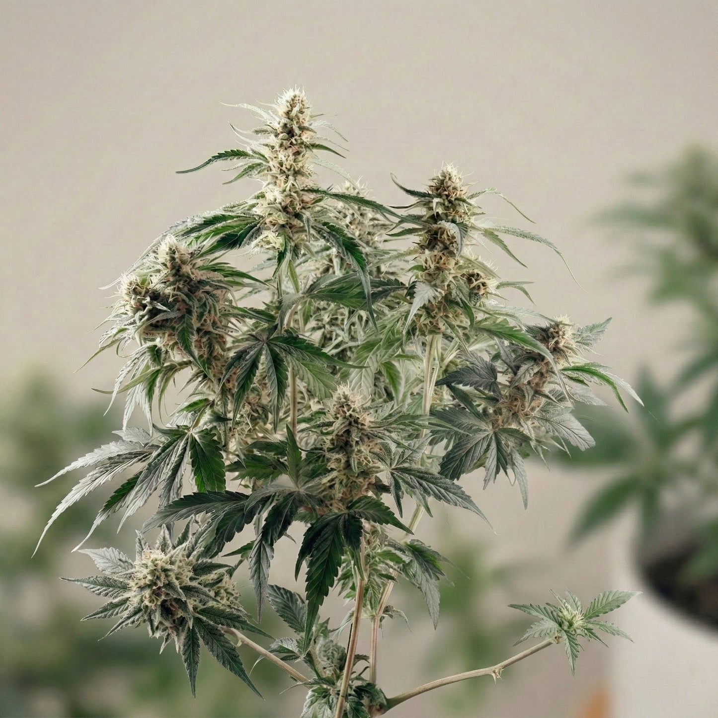 Silver Haze cannabis seeds buds