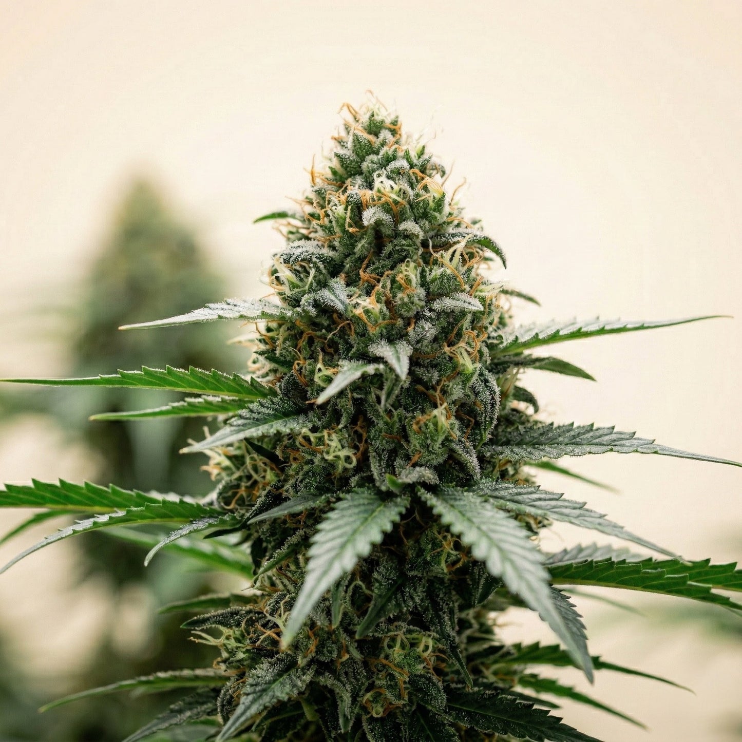 Finest Super Skunk Auto