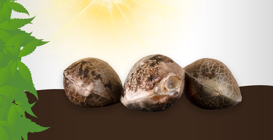 Cannabis Seed Storage 101: How to Store Seeds So They Stay Good for Years