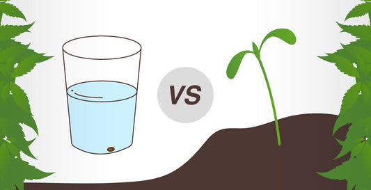Glass Water vs. Direct in Soil: What Is the Most Reliable Germination Method?