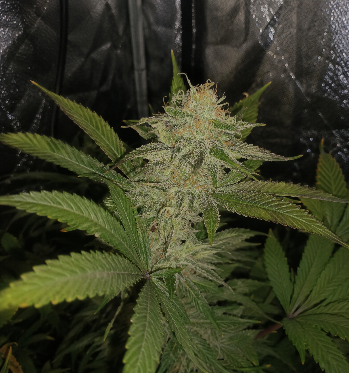 Cookies Cream Fusion
