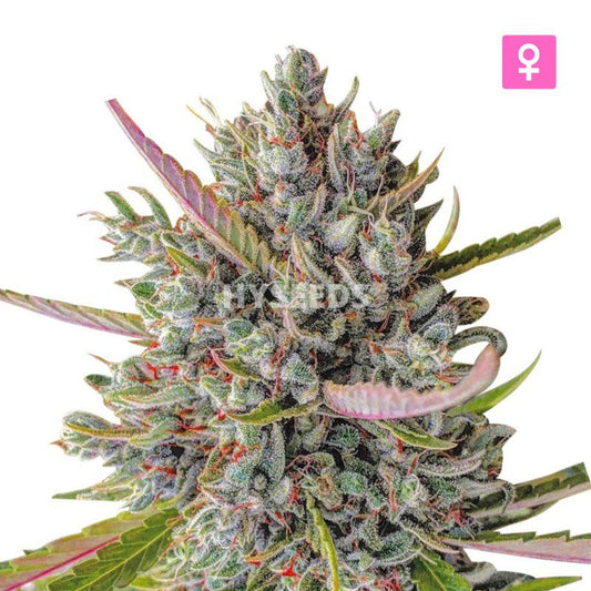 Zkittlez Autoflower Zaden