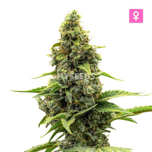 Amnesia Haze Autoflower Zaden