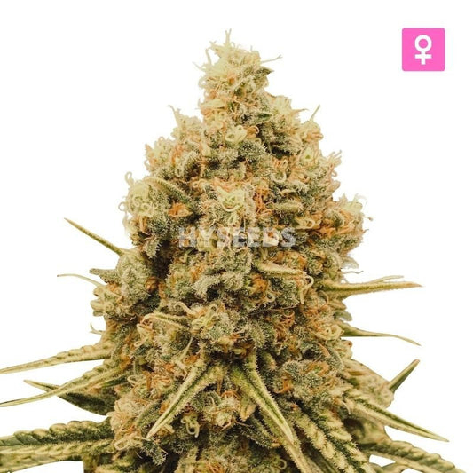 Gorilla Glue Autoflower Zaden