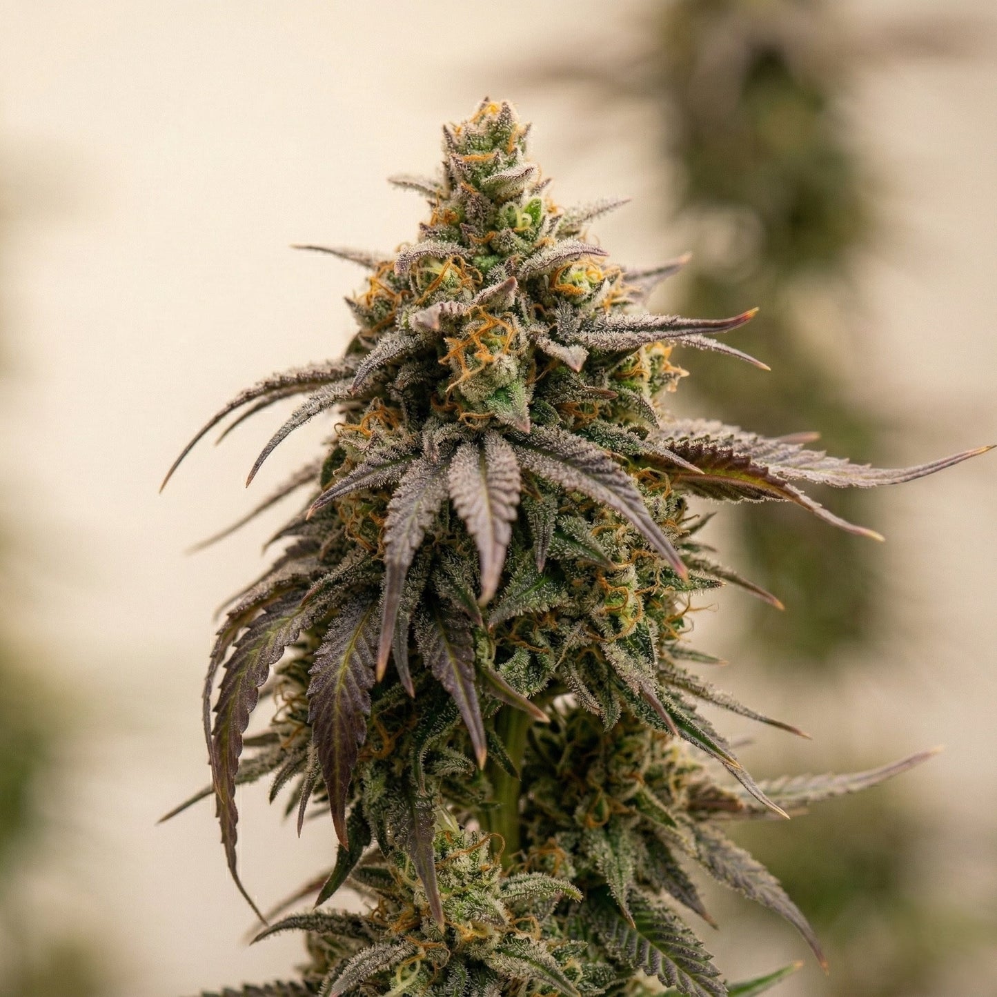 Finest Golden Biscotti Auto