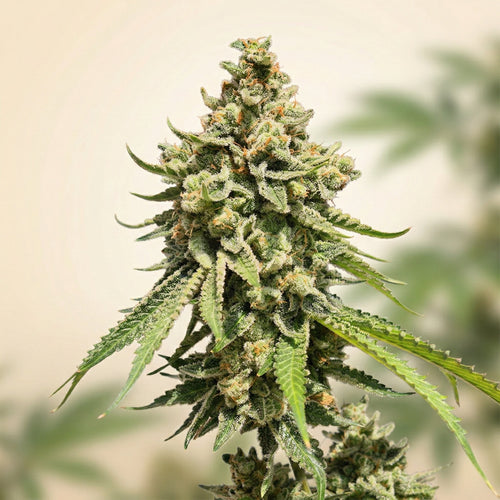 Finest Strawberry Haze Auto