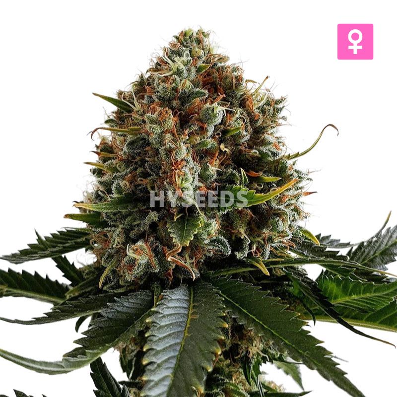 Spooktrein Nevel Zaden