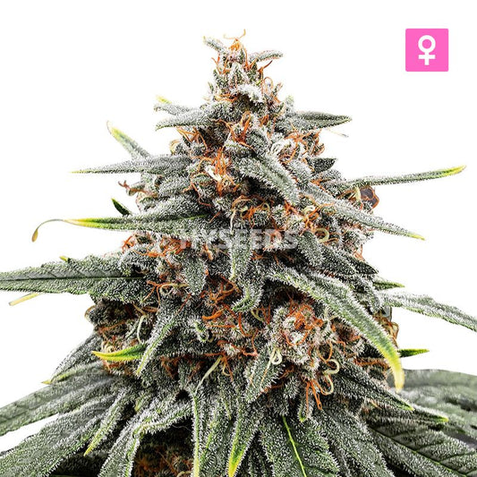 Godfather OG Autoflower Zaden