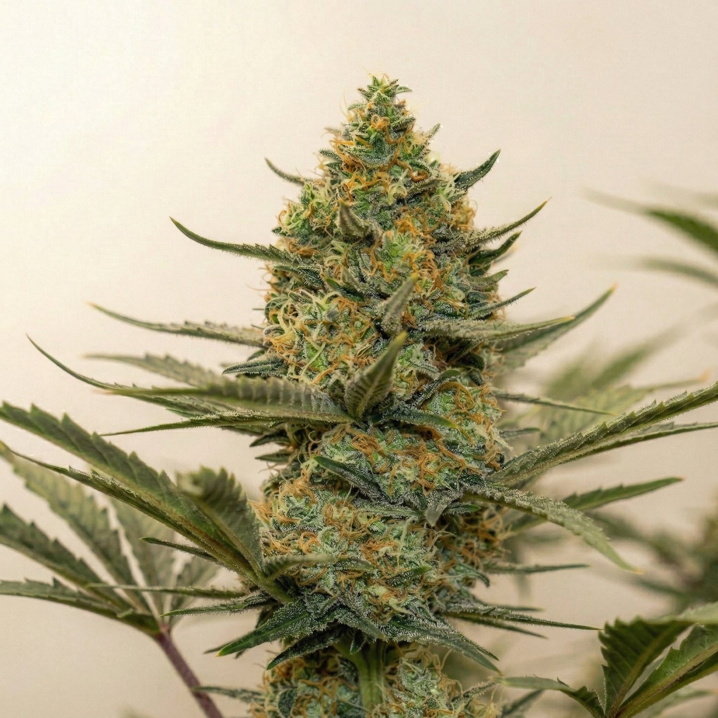 Mint OG