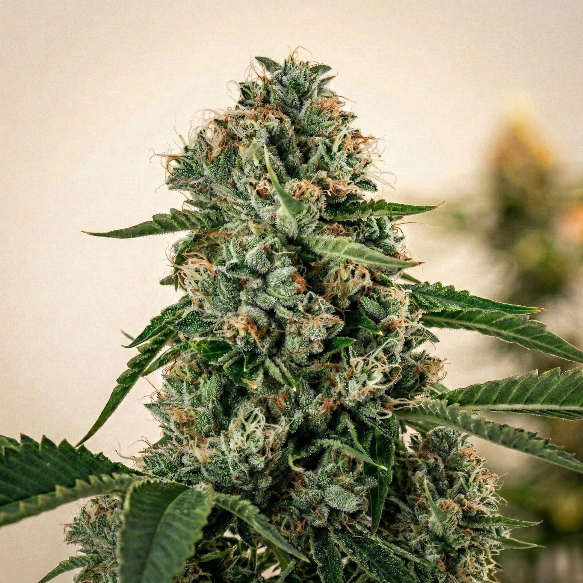 Melon Gum cannabis buds close up