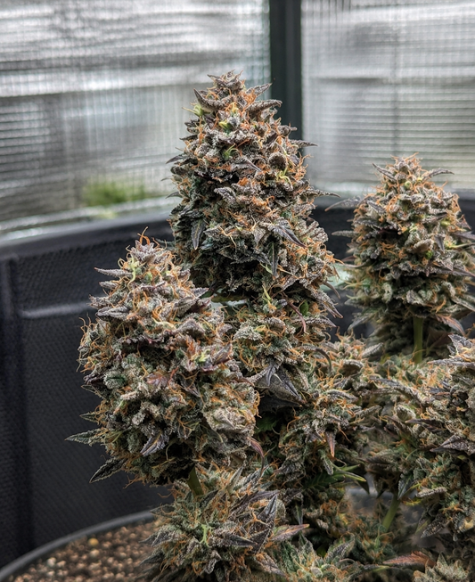 Finest Mimosa Auto