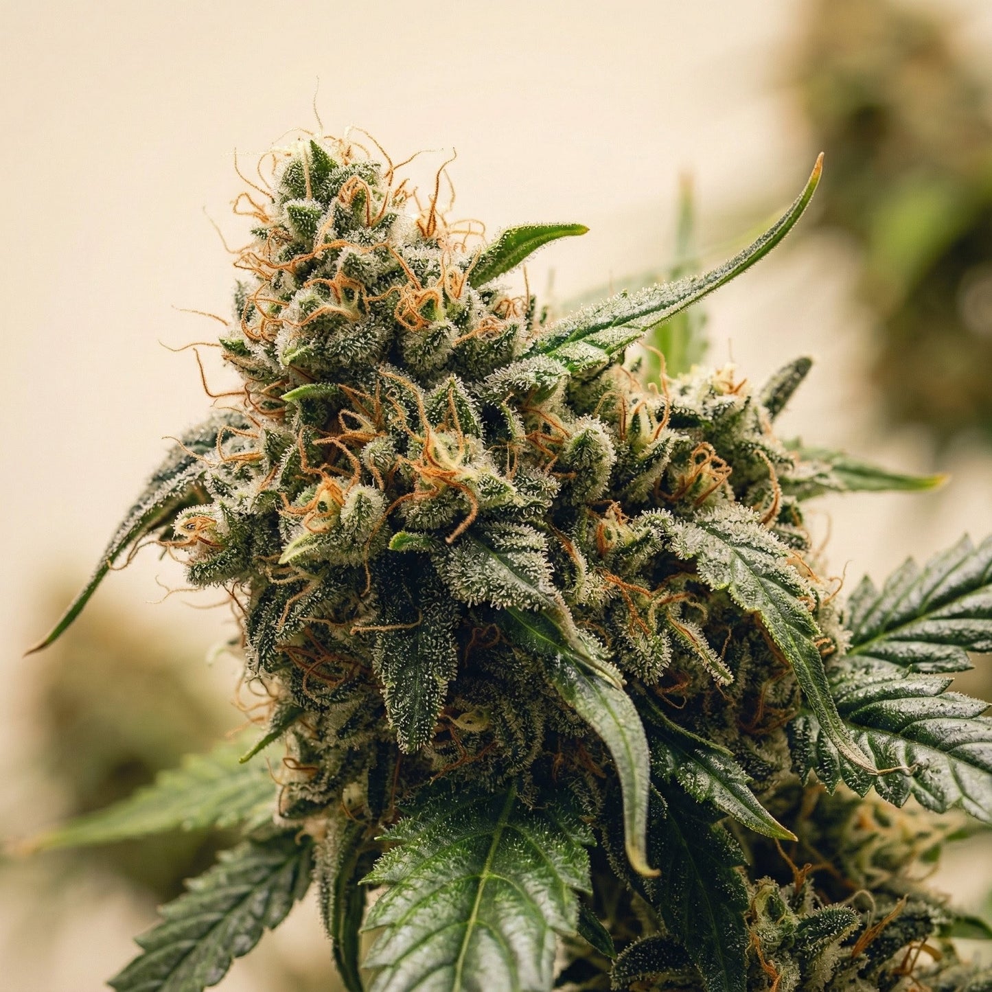 New York Diesel cannabis seeds buds