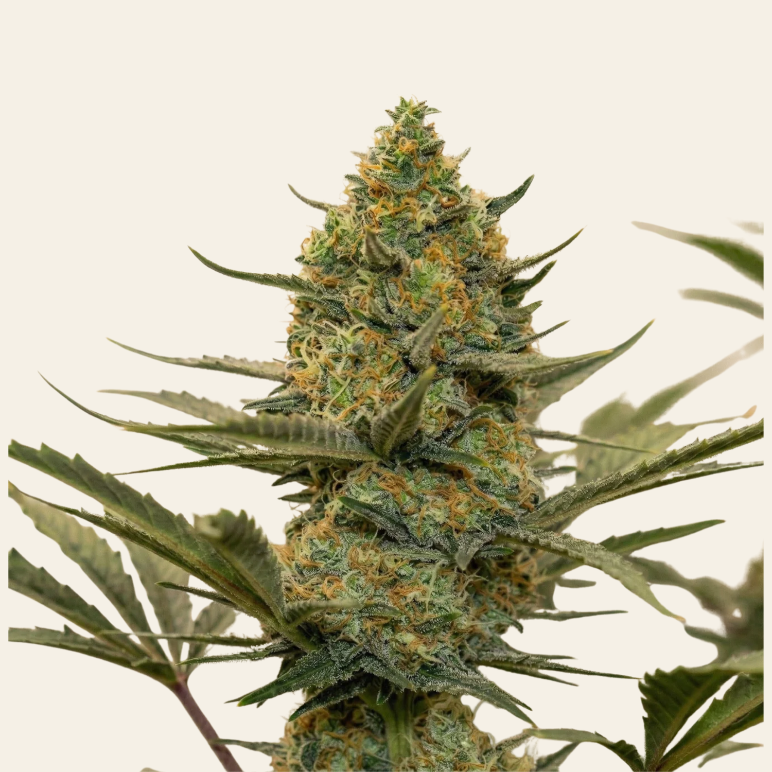 Close-up of a cannabis plant with green leaves and buds on a light beige background