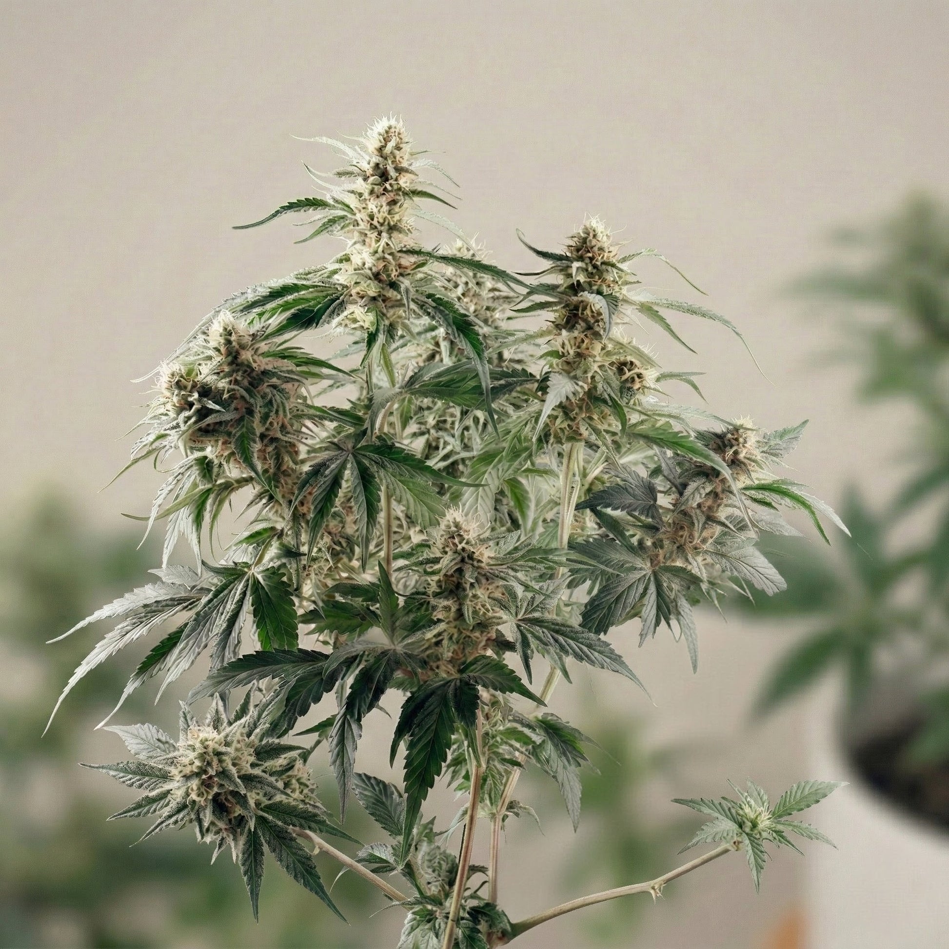 Silver Haze cannabis seeds buds