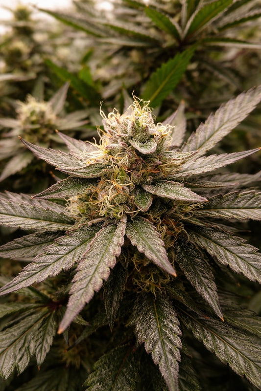Lemon Cherry Dream