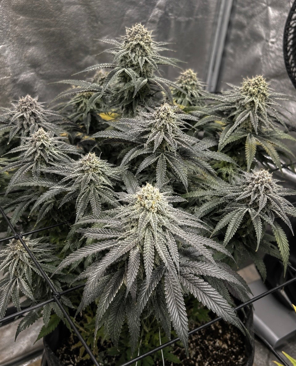 Finest White Widow
