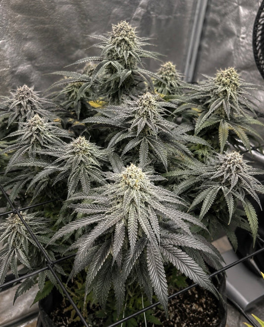Finest White Widow